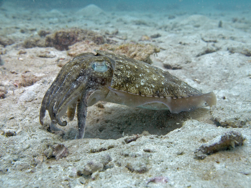 Squid